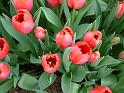 Tulips Red